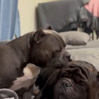 夫犬・アトムくんと再会できたかな？