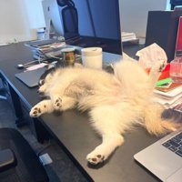 思い切りくつろぐニケちゃん
