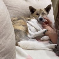 顔をつつかれるくっきーちゃん