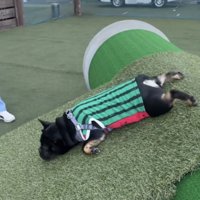 全身を伸ばして滑る犬