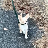 歩き方が可愛いこはくくん1