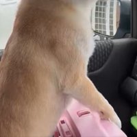 身を乗り出すはなこちゃん