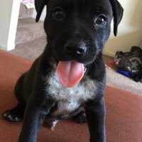 子犬のときから一緒♡