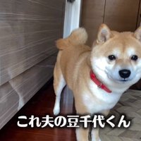 夫の豆千代くん