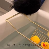 浴槽のフチでくつろぐミミちゃん