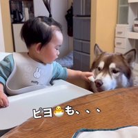 梨を食べるZIGGYくんと男の子5