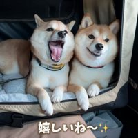 声を出す柴犬