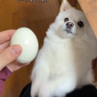 ゆで卵を欲しがるベラちゃん4