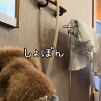 鏡の前でうなだれるトイプードル