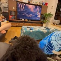 テレビを見続けるある君