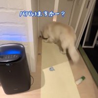 ドアの隙間に鼻を近づける犬