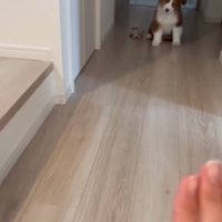 さらに首をかしげるアンディ君