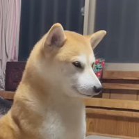 眠たそうな目で遠くを見つめる犬