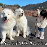 超大型犬2頭の散歩！？