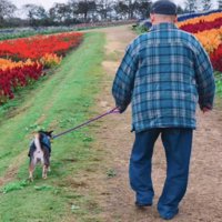 並んで歩くおじいちゃんと犬の後ろ姿