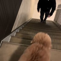 階段を上ってくる飼い主を待つ小型犬