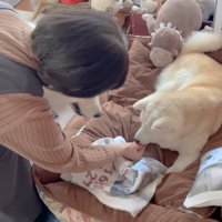 おやつを貰う柴犬