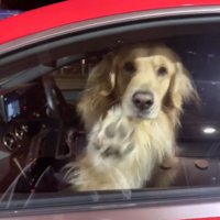車の窓に前足を伸ばす犬