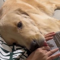 お仕事中の飼い主さんに甘える麹くん3