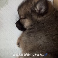 頼もしい姿にホッコリ