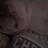 布団で眠る犬