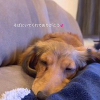 パパとママに寄り添うビッシュちゃん⑩