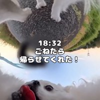 帰る犬