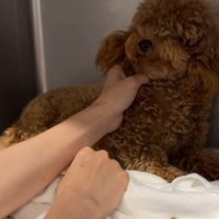 ケージの隅で震えながら人の手をにらみつけるボサボサのトイプードルのパピー