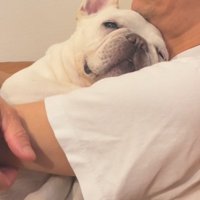 お父さんに抱っこされる小型犬