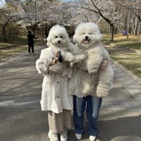 ビション