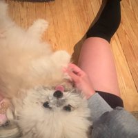 ヘソ天するるるちゃん2