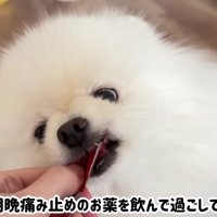 1週間の安静と朝晩の投薬で治療