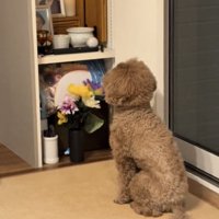 仏壇を見つめたままじっとする犬