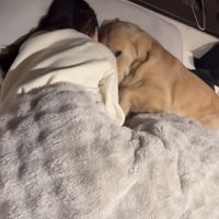 目線だけこちらに向ける犬