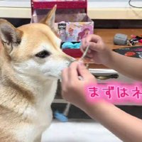 女の子とおしゃれごっこ♪