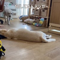 サンちゃんが出てきました！