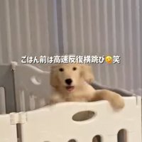 立ち上がる子犬