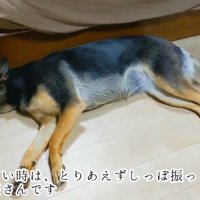面倒臭そうにしっぽをフリフリ