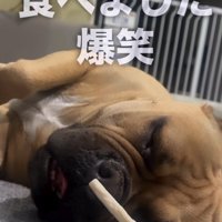 寝ながら口をパクパクする犬