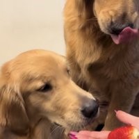 いちごを見つめる2匹のゴールデン