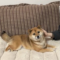 撫で撫で