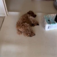寝ている犬1