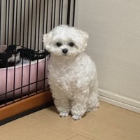 マルプー