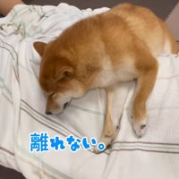 お兄ちゃんから離れないなぎ君
