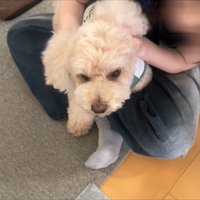 さっそくお膝の上へ
