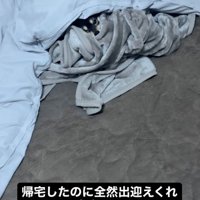 布団の中にいる犬