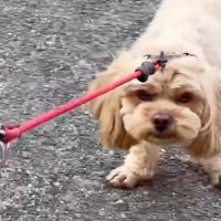 「ママとしか歩かない！」