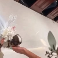 近寄っていくチワワ