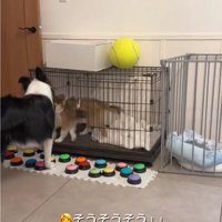ケージの扉を開けるボーダーコリー