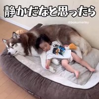 犬を枕にして眠る男の子